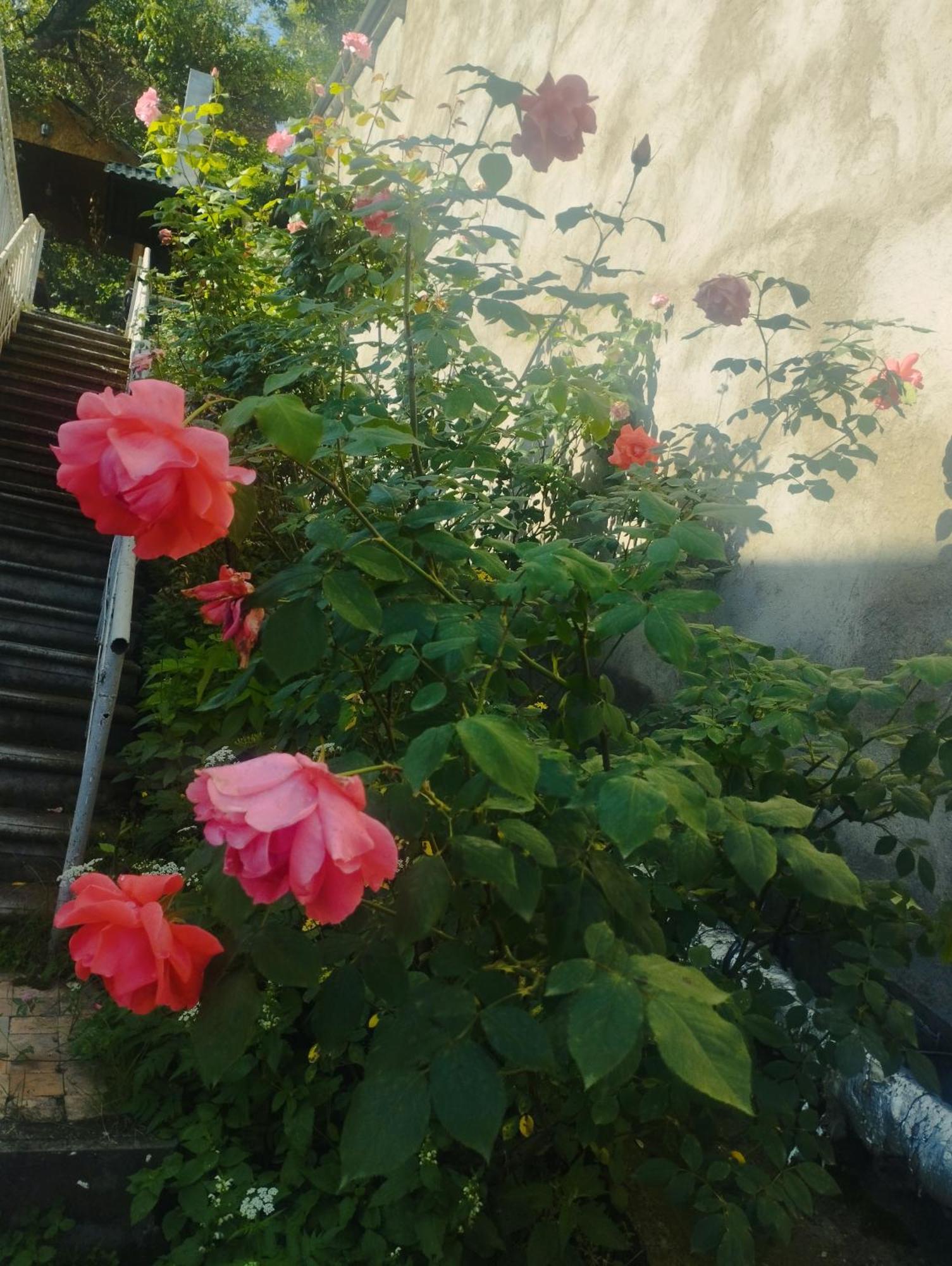 Bbq House Apartment ดีลีจาน ภายนอก รูปภาพ
